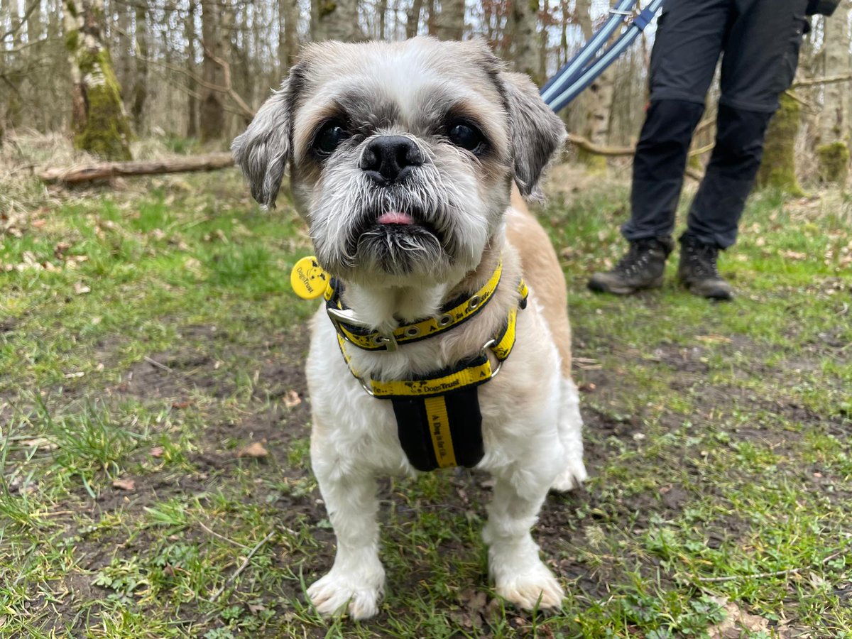 DogsTrust West Calder (Edinburgh) and Dundee tweet media