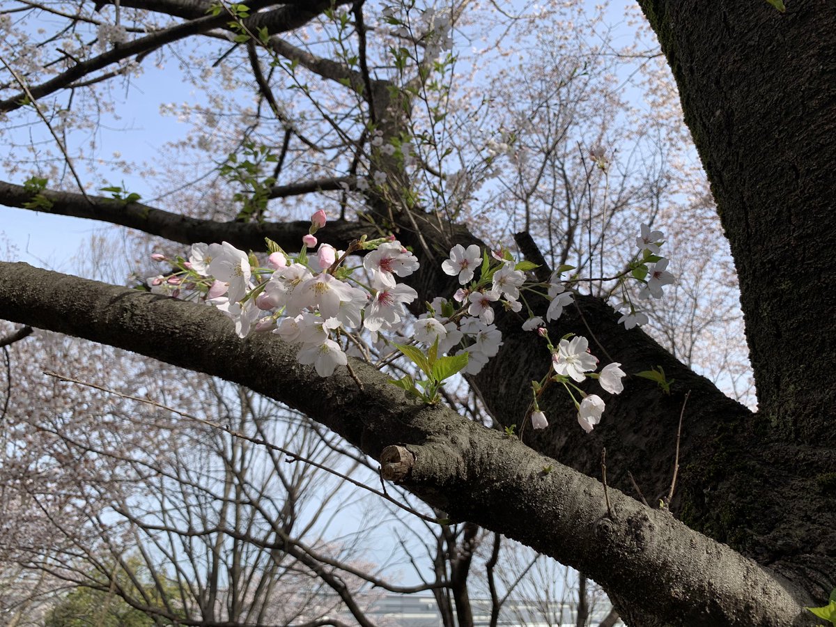 yadamaru tweet media