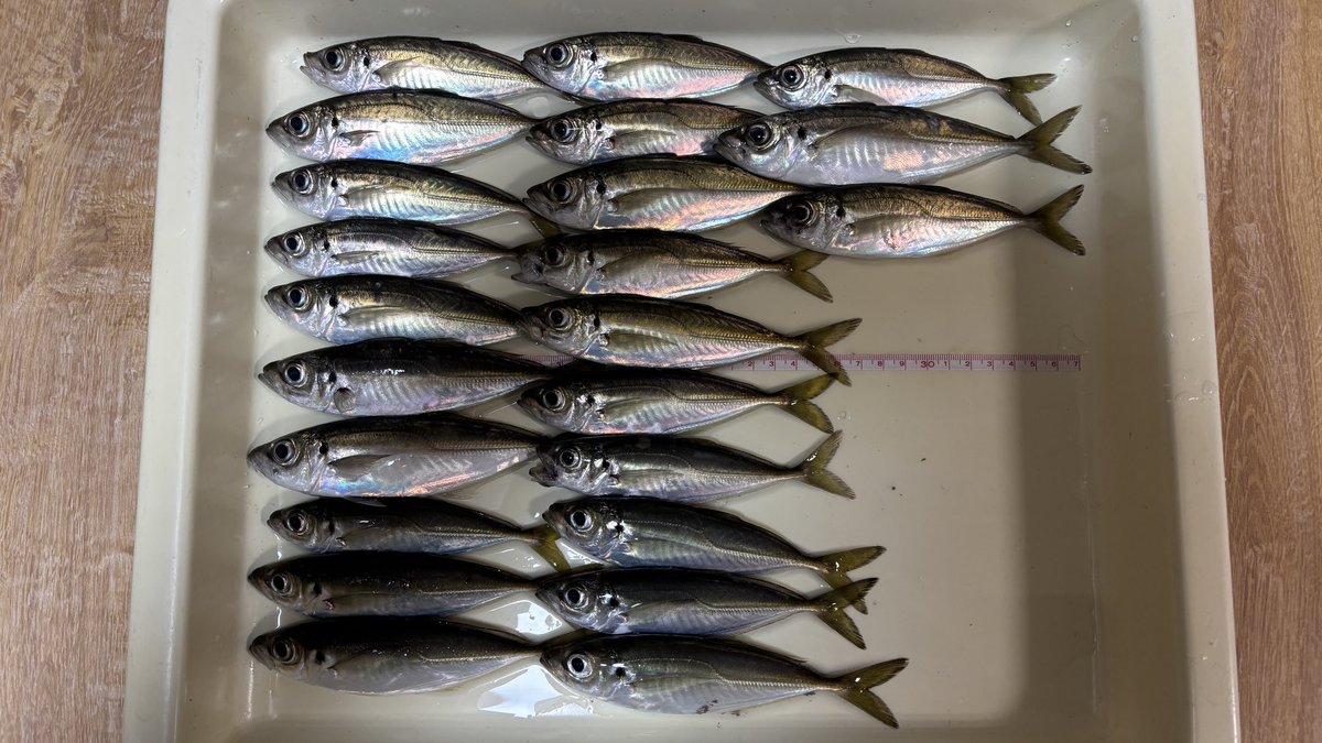 tagyoshuangler's tweet photo. 今日はライトゲーム
今年も例年と同じくらいの時期、同じ場所でアジが釣れ始めた。

#BOMBAD
#ボンバダ
#TANGARA56S
#タンガラ56S https://t.co/vMdc7NeVOl