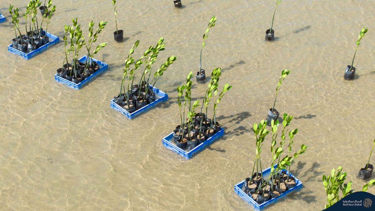 إنجاز بيئي جديد يزدهر في السعودية مع اكتمال أكبر مشروع لإحياء أشجار المانغروف الأحمر في <a href="/VisitRedSea/">The Red Sea | البحر الأحمر</a>. أثمرت جهودنا عن زراعة +5,000 شتلة بنسبة بقاء 97%؛ لنضع بفضل نهجنا العلمي المتجدد معياراً رائداً لحماية واستدامة سواحل المنطقة 🌊🌱.

للمزيد: ms.spr.ly/6014QLaZI