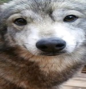 TristiaAlt 🍁🦌(on buttrfly app too) tweet media