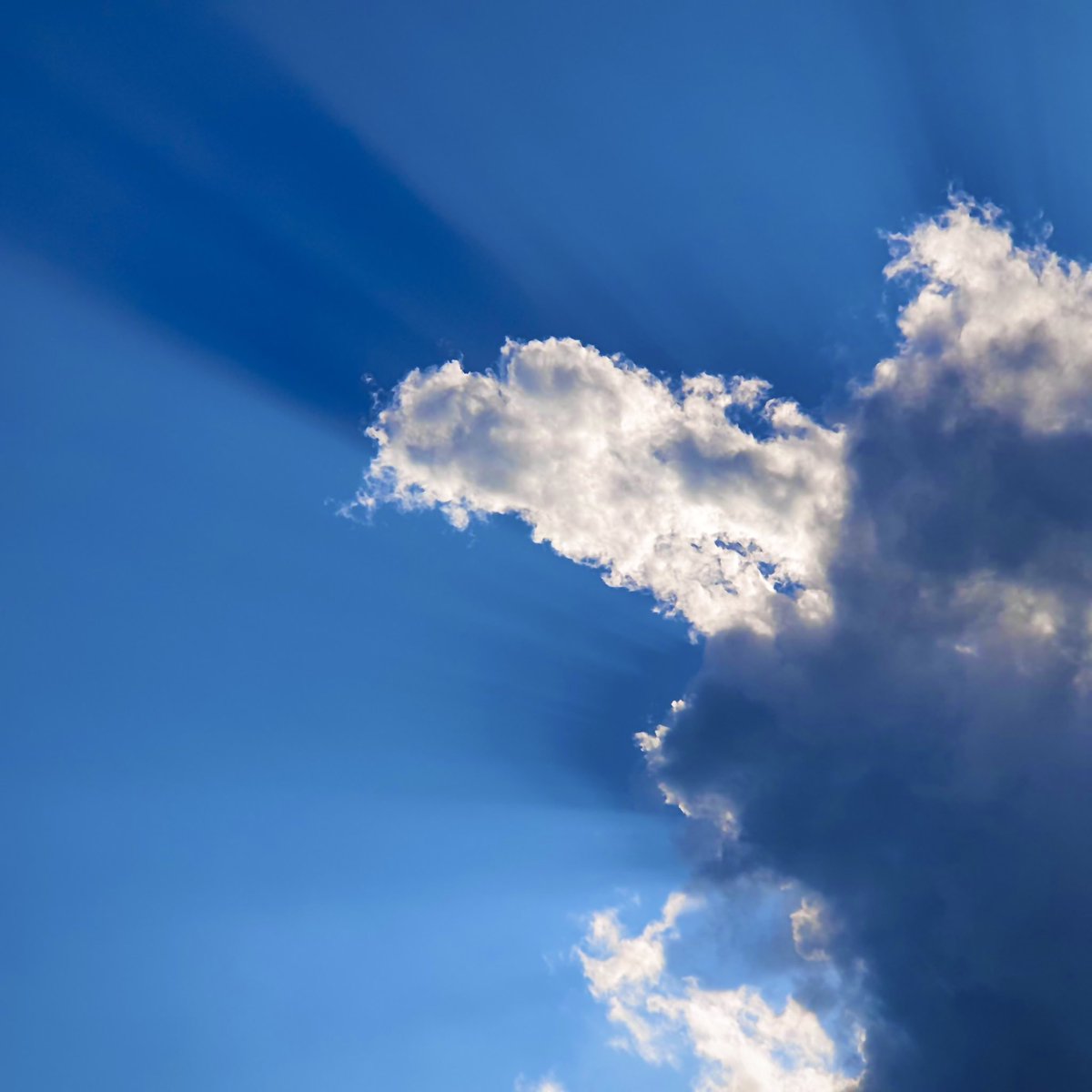 바이올렛 tweet media