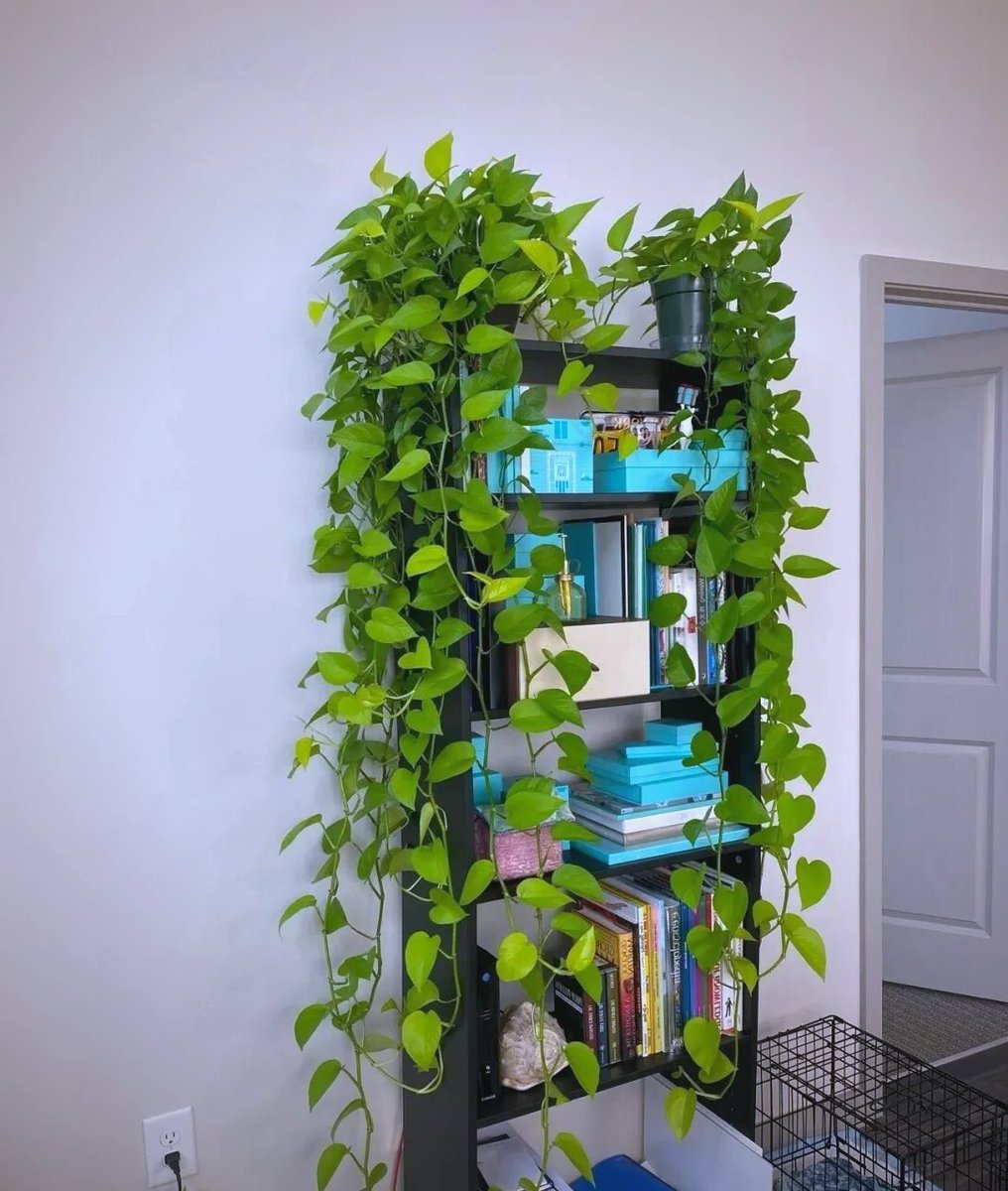 zrehsn's tweet photo. 3 Quick Tips for Thriving Desk Plants!  1. Rotate weekly for even light.  2. Water only when top 2cm soil is dry.  3. Wipe leaves monthly to boost photosynthesis.  Tag a plant parent who needs this! https://t.co/LLJ1E2o70j