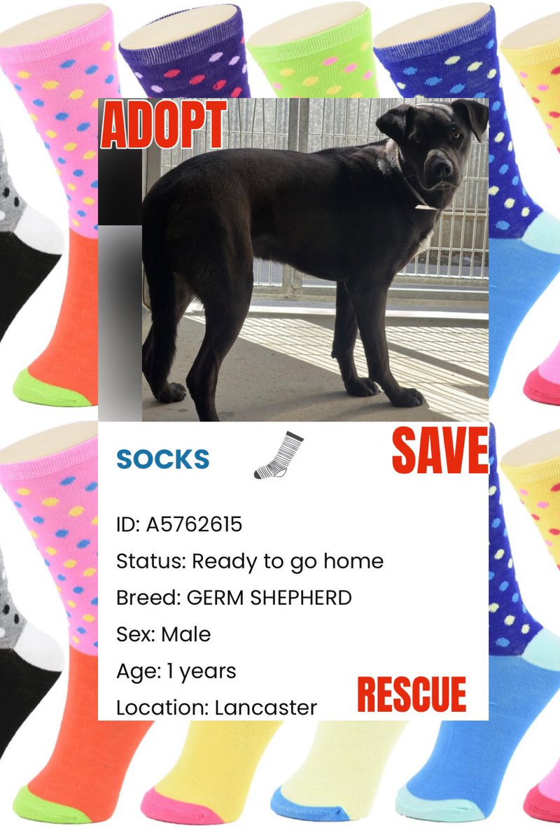 Sarah jane Gillespie tweet media