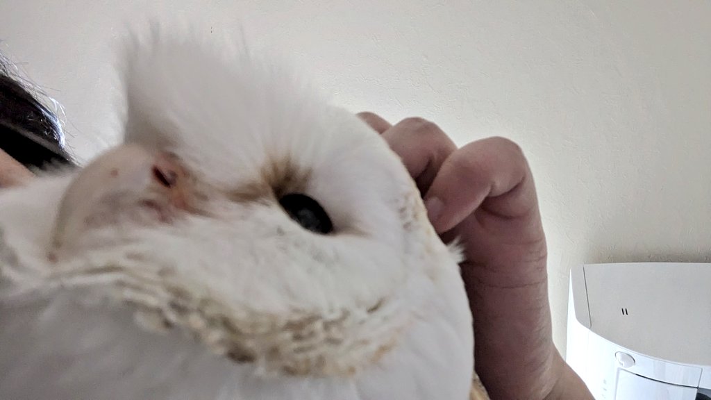 11noko's tweet photo. 昨日は上から見たチだったので今日は下から見たチを……ちぃち……ちけぇ
#とおいちのルチル #メンフクロウ #Barnowl https://t.co/tp1H5NXapU