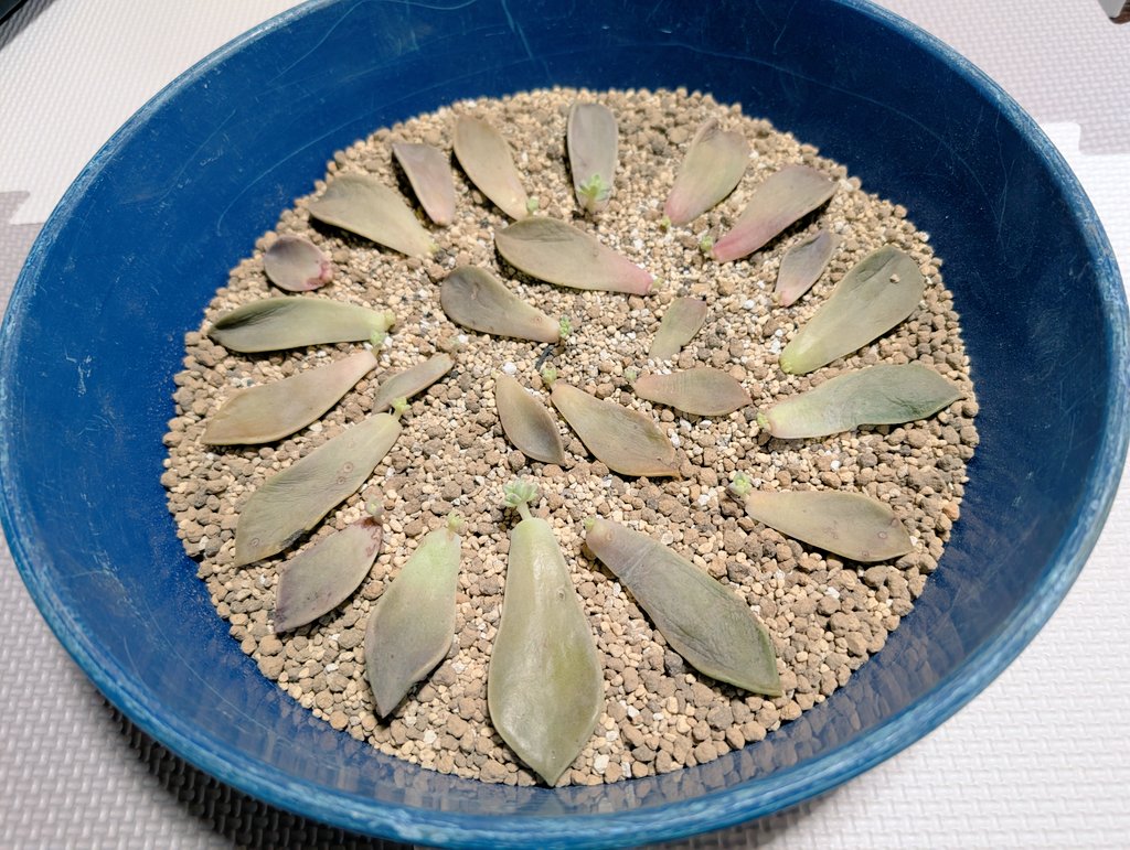 しまど/simadjp tweet media