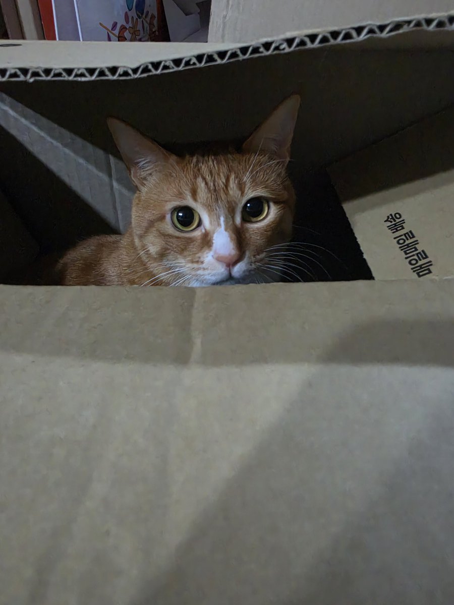 무지개별 tweet media