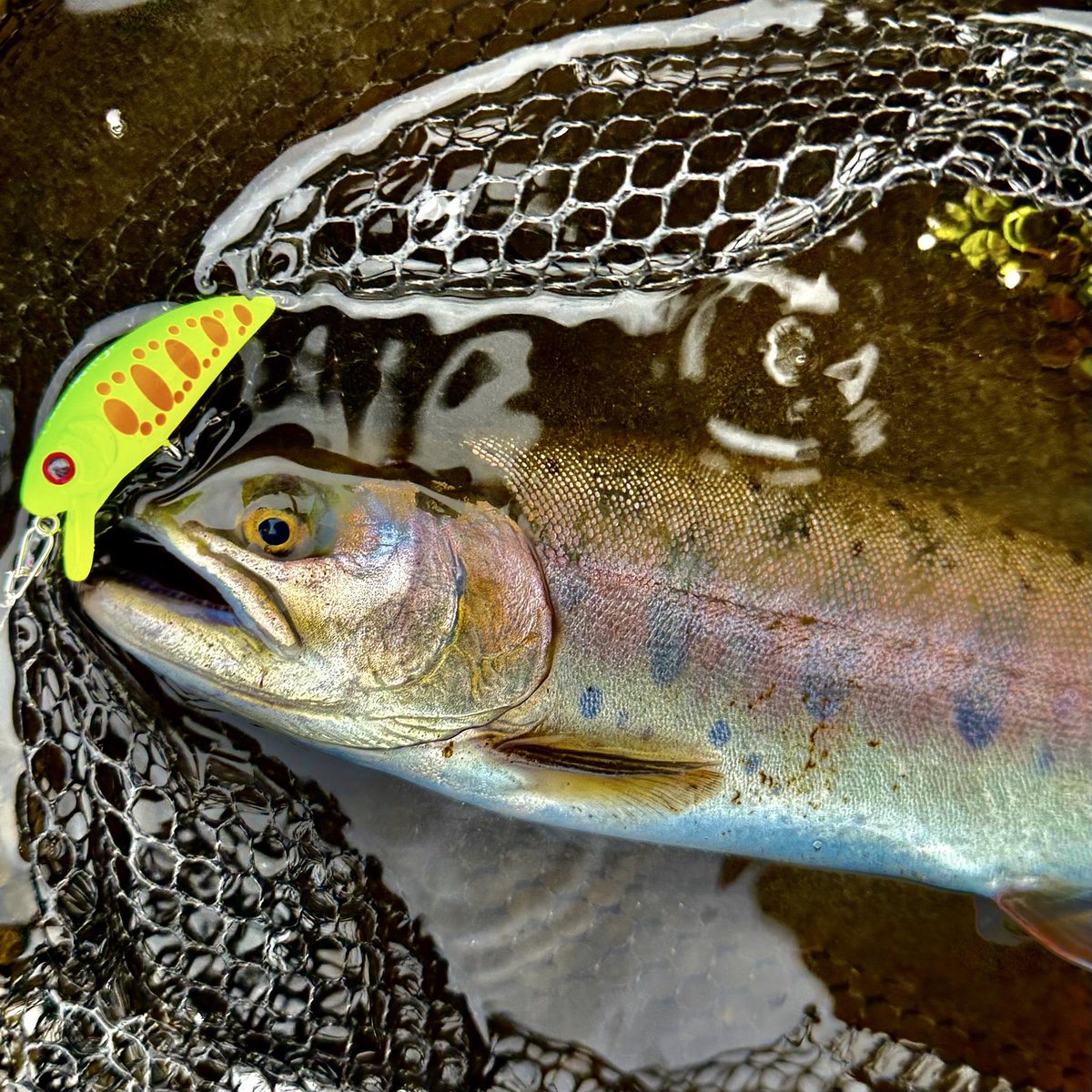 assy@蘆原仁 tweet media