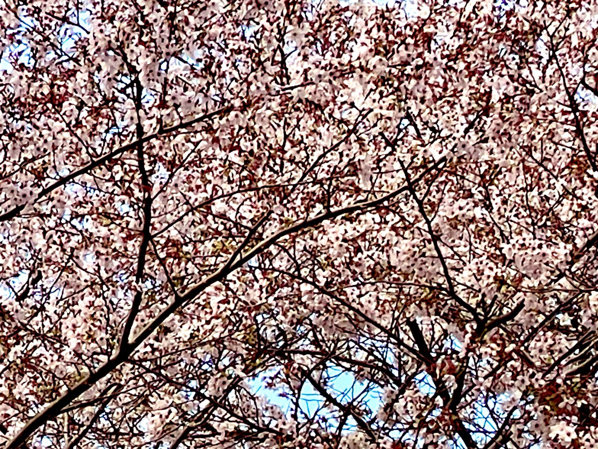 ばてつ tweet media