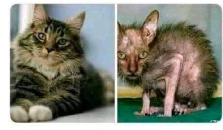 Acuda Tonny tweet media