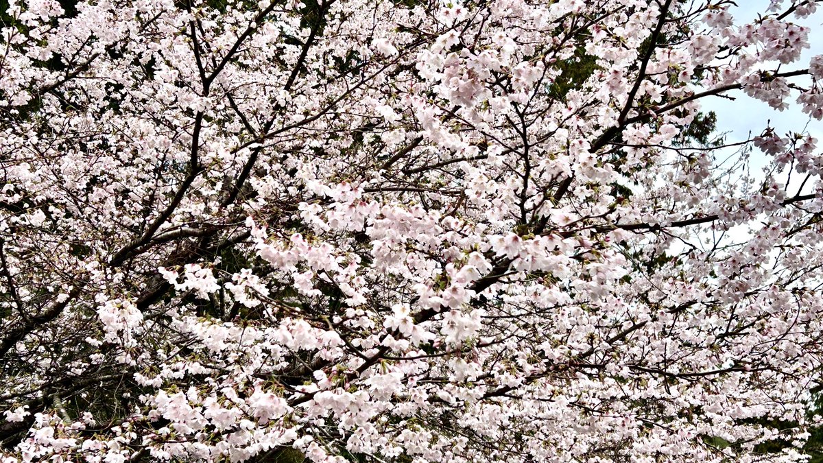 ちゅんた tweet media