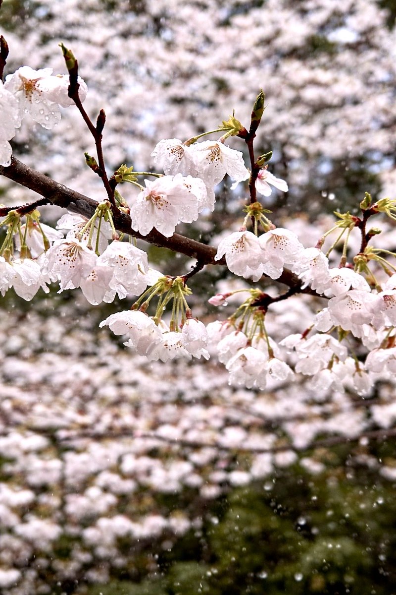 ちゅんた tweet media