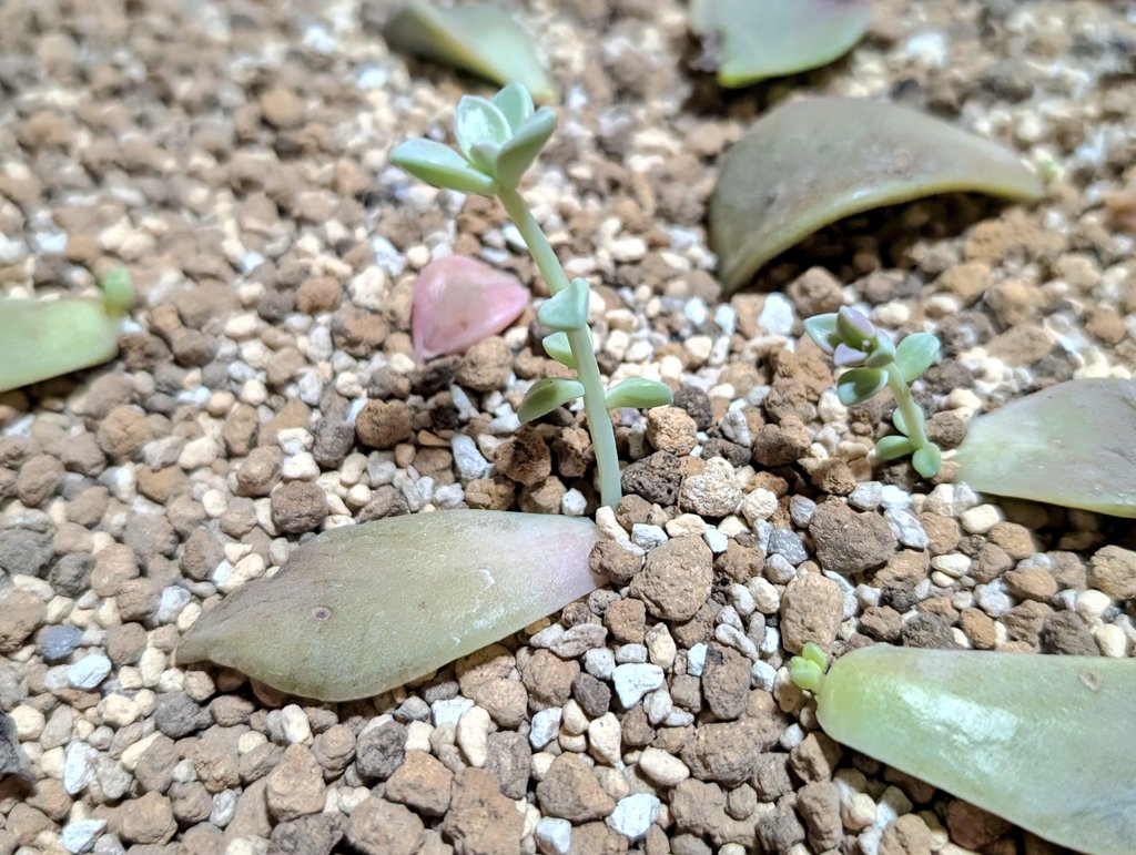 しまど/simadjp tweet media