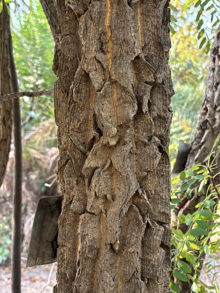 pargaien's tweet image. Hello #treepeople.

 Let's see some bark

#trees