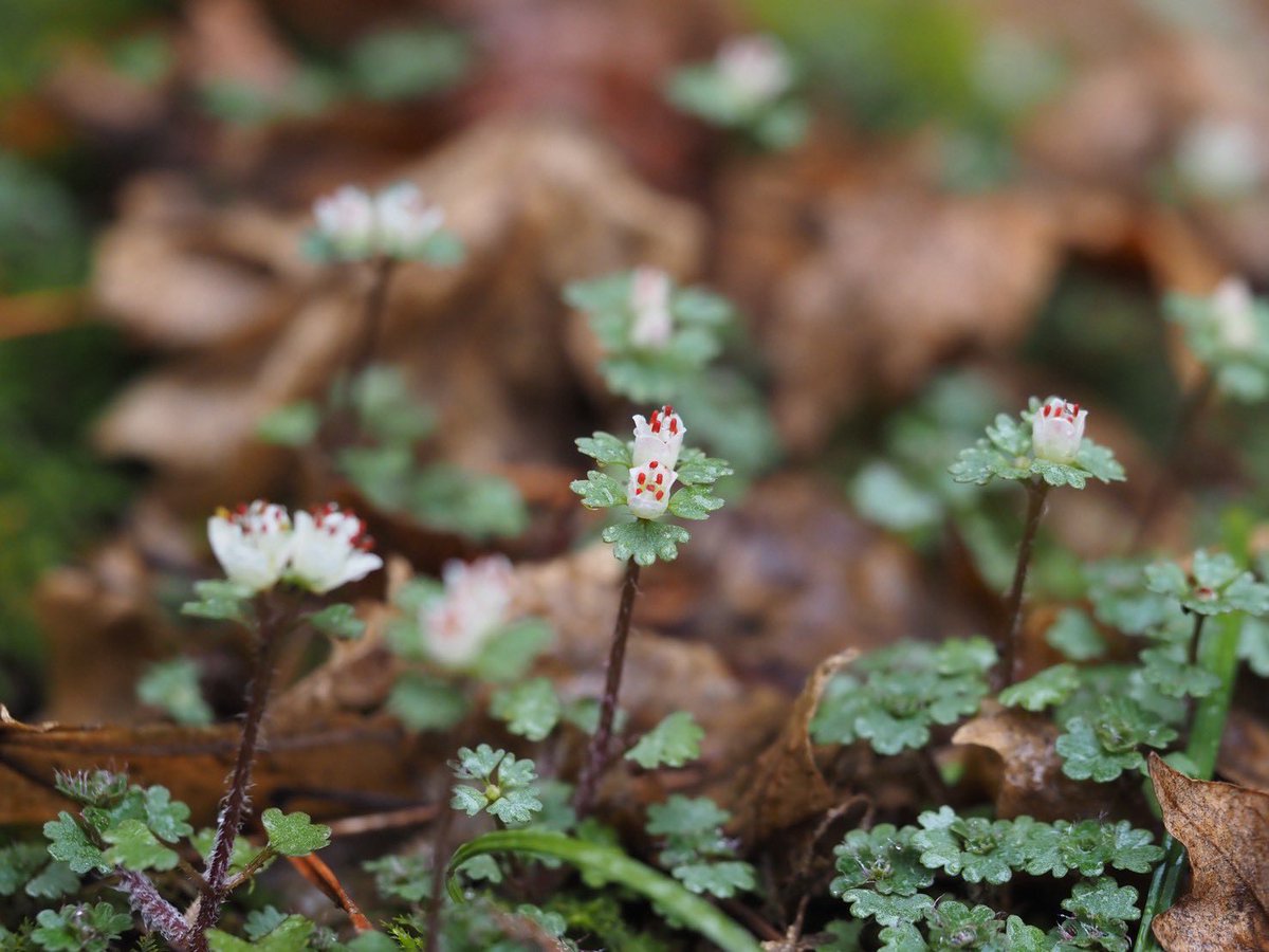 MasA naTureeee tweet media