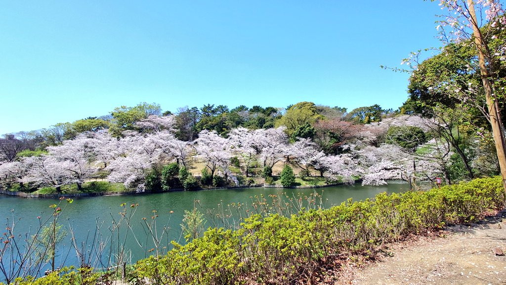 風は強かったけど、天気良くて良かったー🌸
