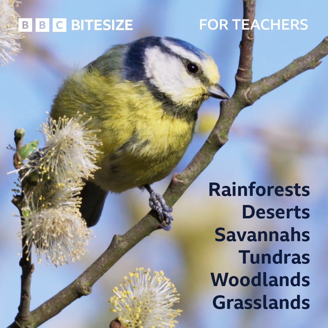 BBC Bitesize for Teachers tweet media