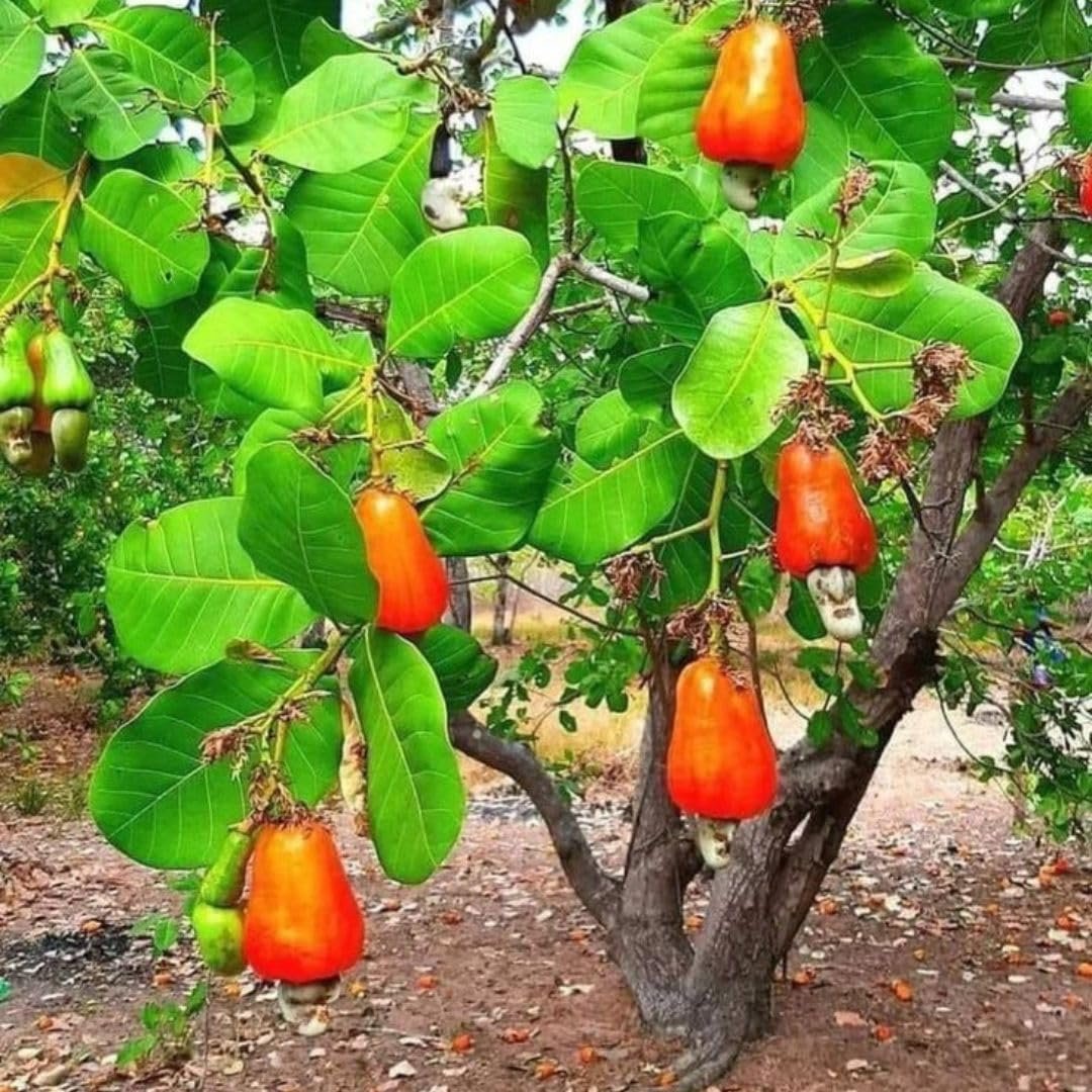 yurikrupenin.bsky.social tweet media