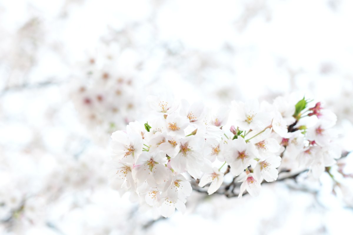 S014k's tweet photo. #掃部山 #桜2026 #sakura #CherryBlossom 
掃部山公園の桜。満開を通り越して、ちょっと葉っぱ。 https://t.co/tAyOEulIUH