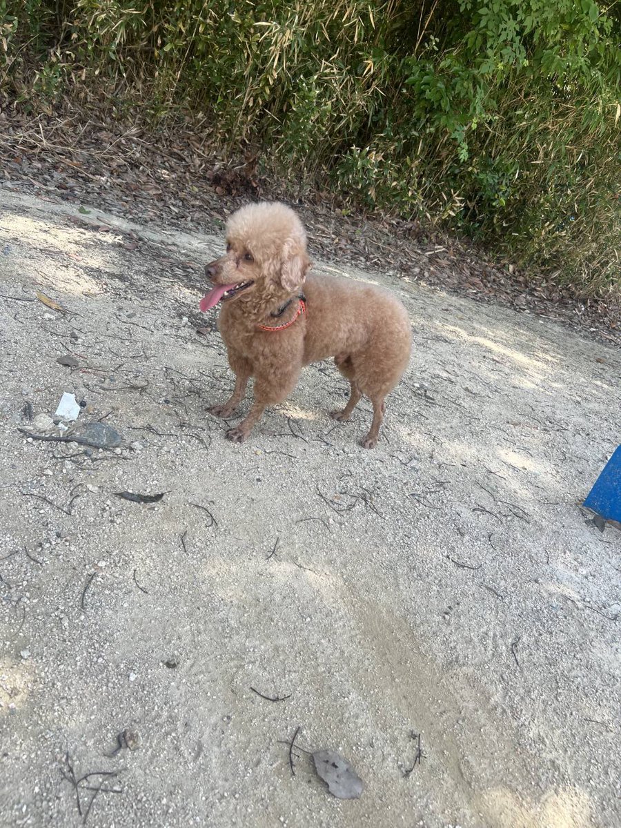 ペット探偵プライベートアイ@日本全国にて即日捜索を実施 tweet media