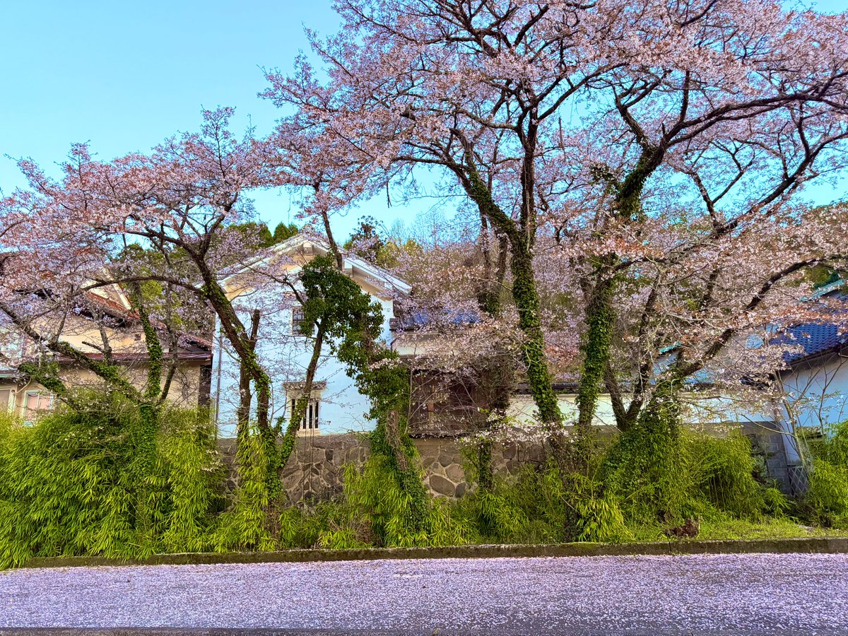 家の近くの桜
ピンクの絨毯が綺麗✨