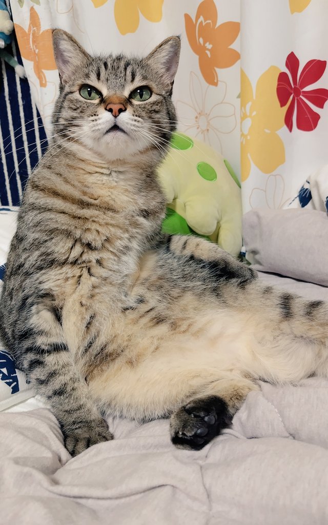 ゴロー🐾 tweet media