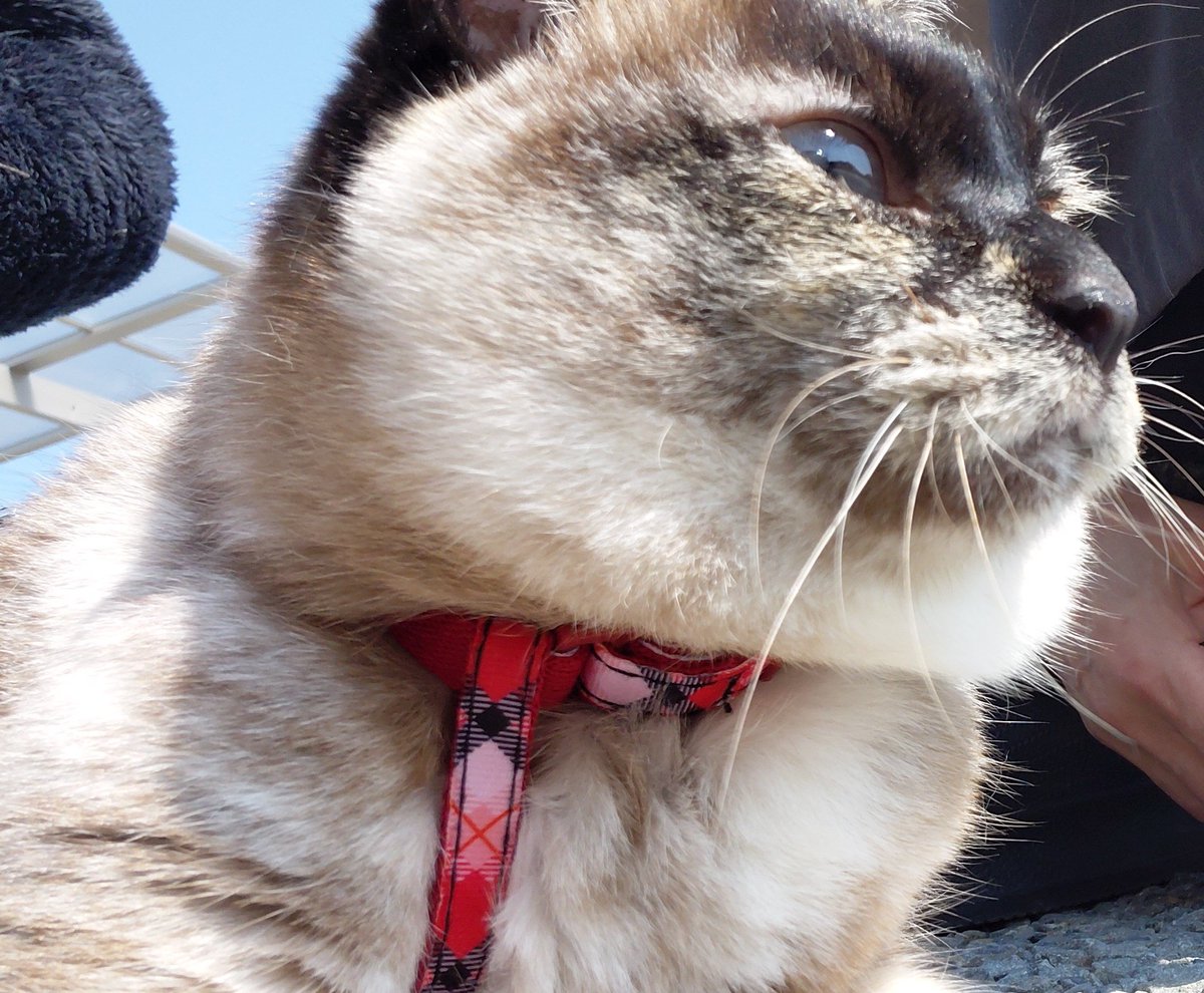 綾音(あやね) tweet media