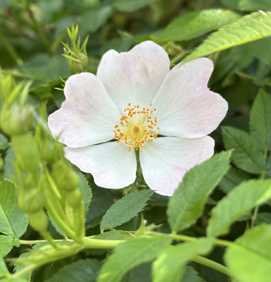 🌹rosesuk tweet media