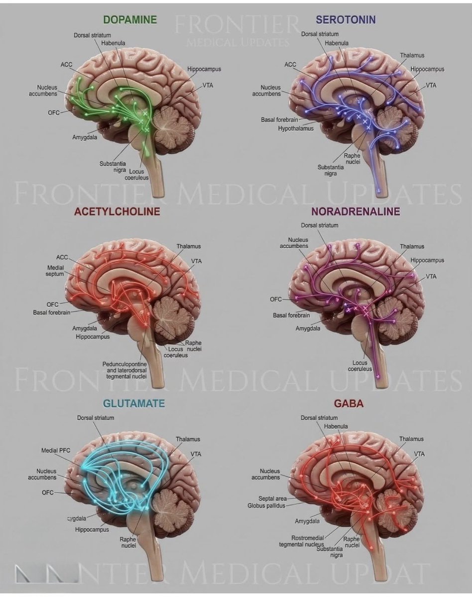 OGdukeneurosurg's tweet photo. Neurotransmitters https://t.co/mxAX2LNeWW