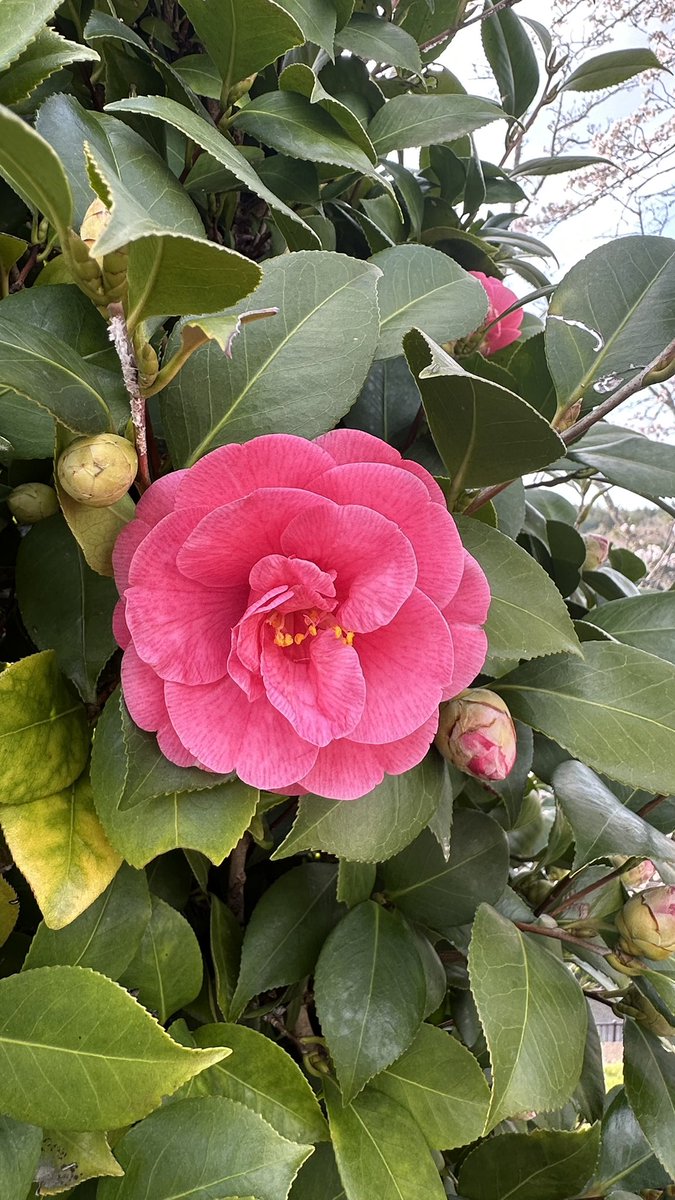 まゆみん tweet media