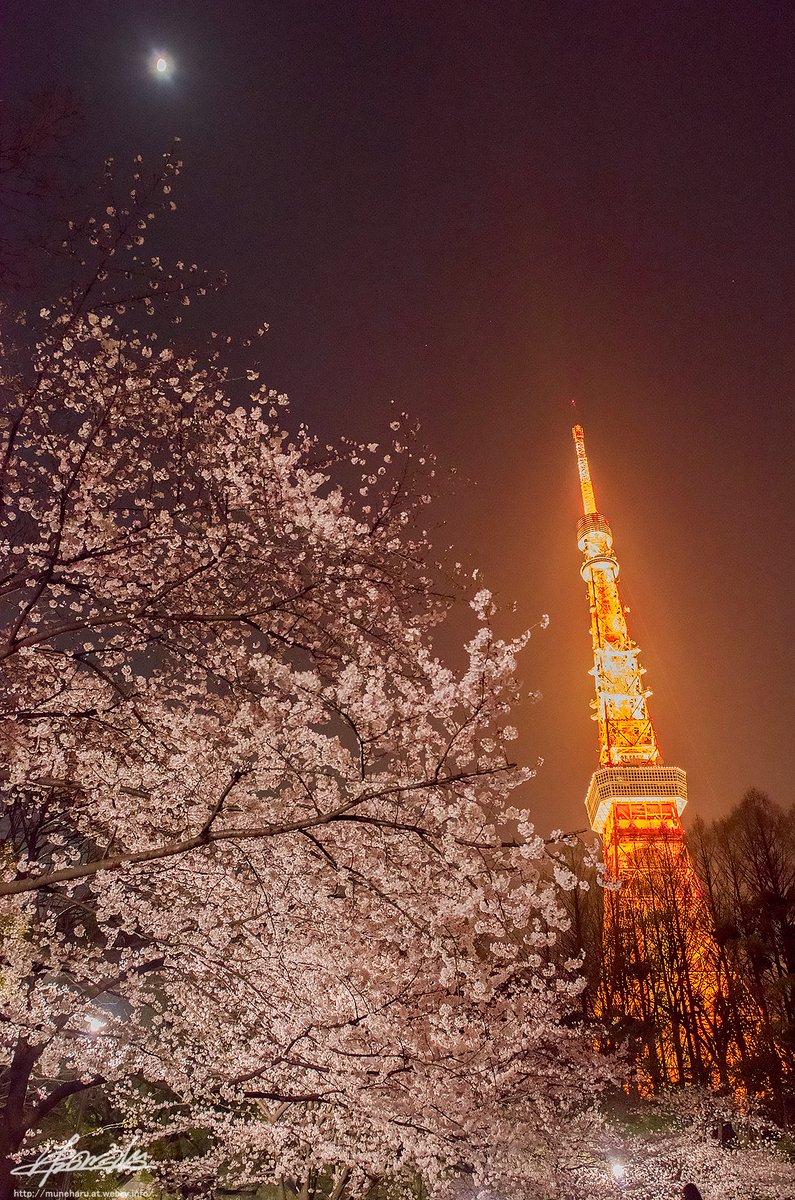 まだ目を楽しませてくれている桜

東京タワー🗼と 桜🌸を一緒に撮影した写真は
これまでも数枚撮ったので探してみたところ
2015年3月に芝公園で撮って当時ブログに載せたこの写真が最初でした

最近行っていないのでわからないのですが、当時は夜桜を楽しむ方でとても賑わっていました🥂