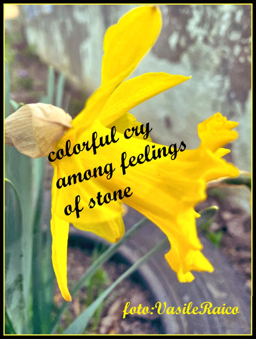 haiga/v16

strigăt colorat
printre simțăminte
de piatră