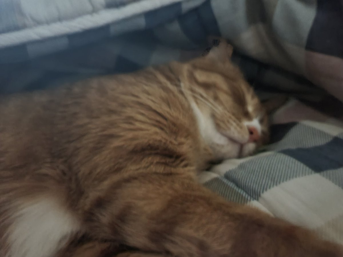 무지개별 tweet media