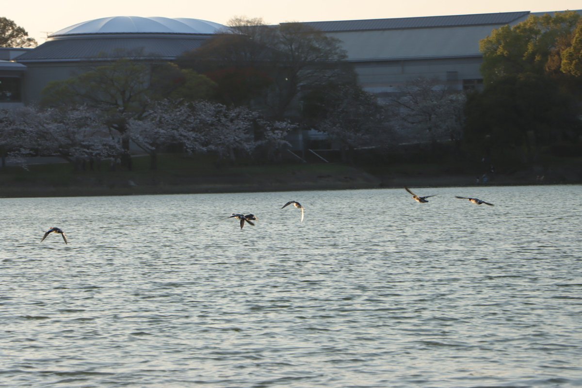 doku_avigirl tweet media