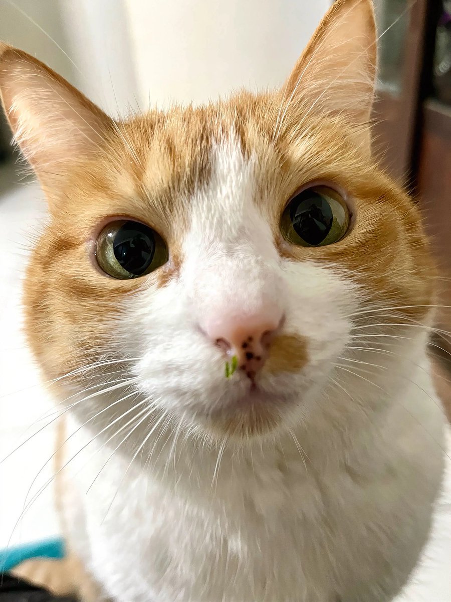 𝒞𝒽𝒾𝓏𝓊 /智津 tweet media