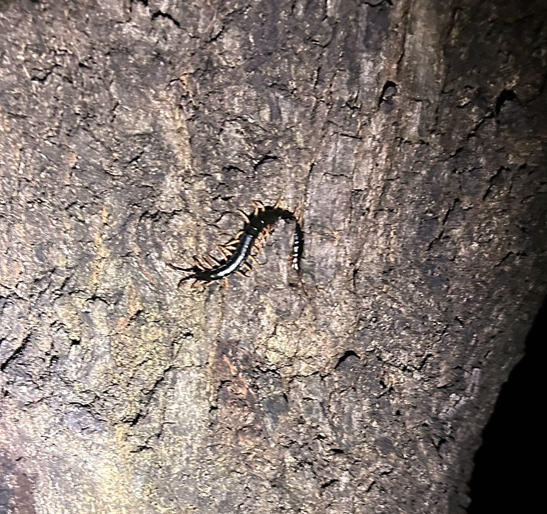 さっちゃん🦈🎀 tweet media