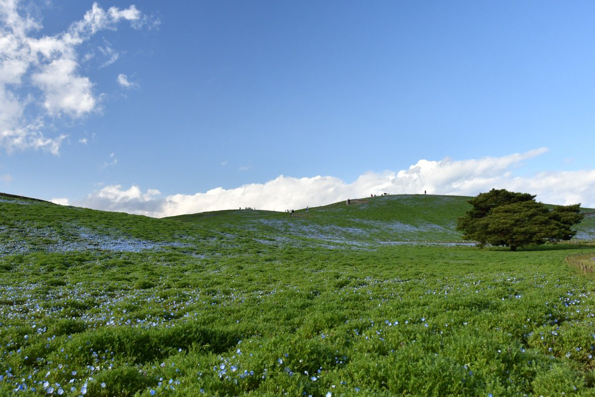 HitachiKaihin's tweet photo. みはらしの丘では、#ネモフィラ が「咲き始め」となっています。
現在の開花予想として、4月11日頃に「見頃（7分咲き）」、4月16日頃に「見頃」を迎える見込みです。

▼開花予想はこちら
https://t.co/oXyte9JWSE

#hitachiseasidepark #ひたち海浜公園 https://t.co/NC1W1eLBMV