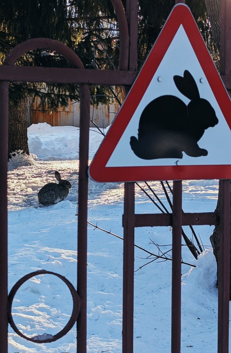 крыса-алкоголичка tweet media