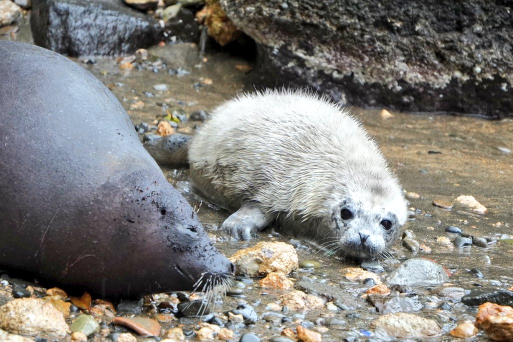 さわ🦭 tweet media