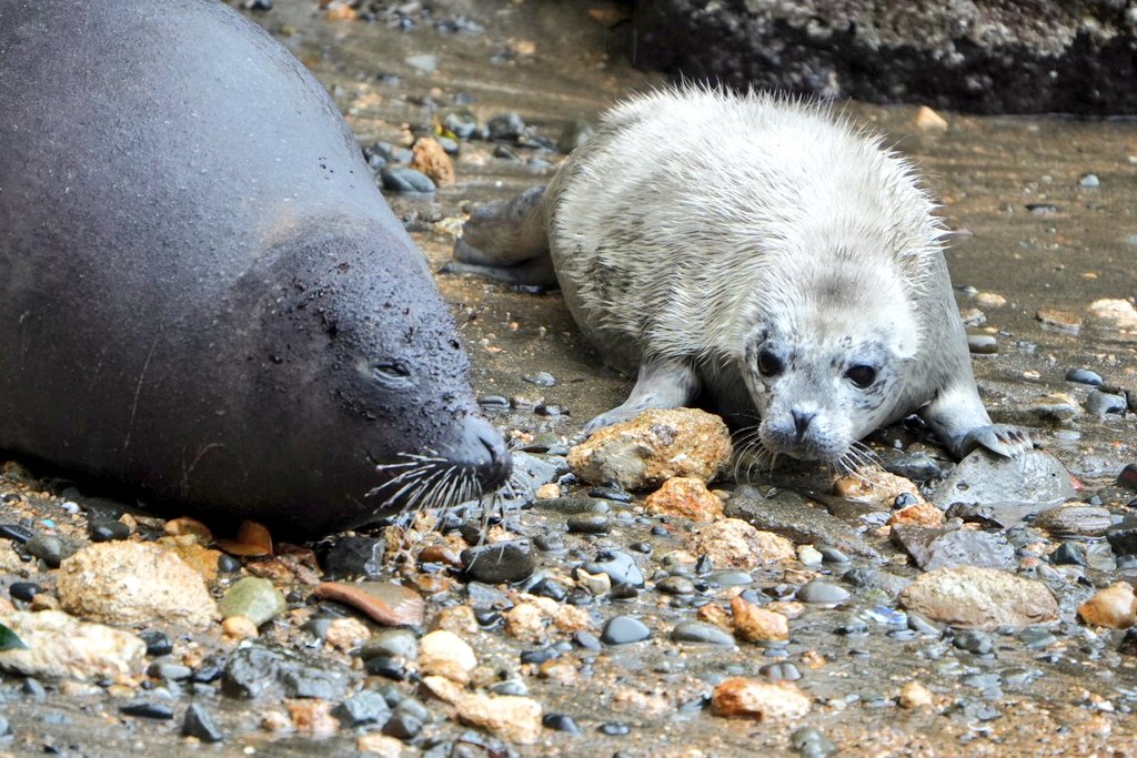 さわ🦭 tweet media