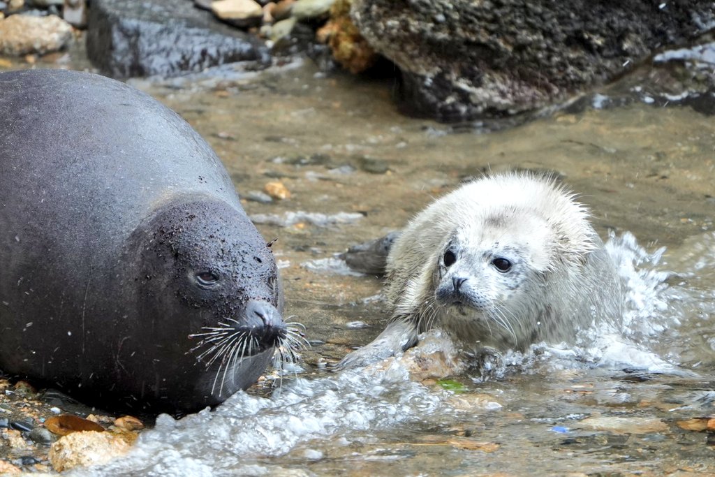 さわ🦭 tweet media