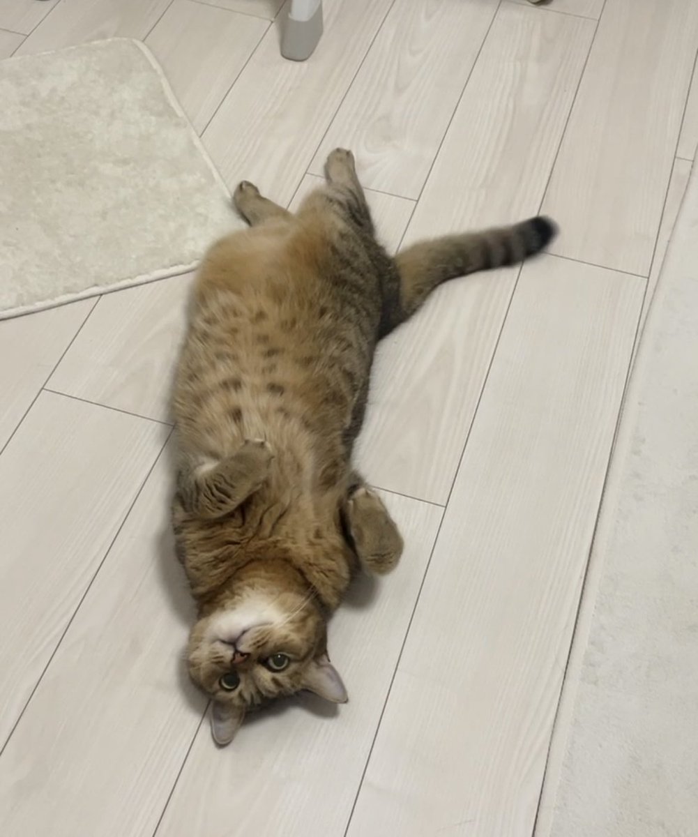 みにら日記-MiniraDiary- tweet media