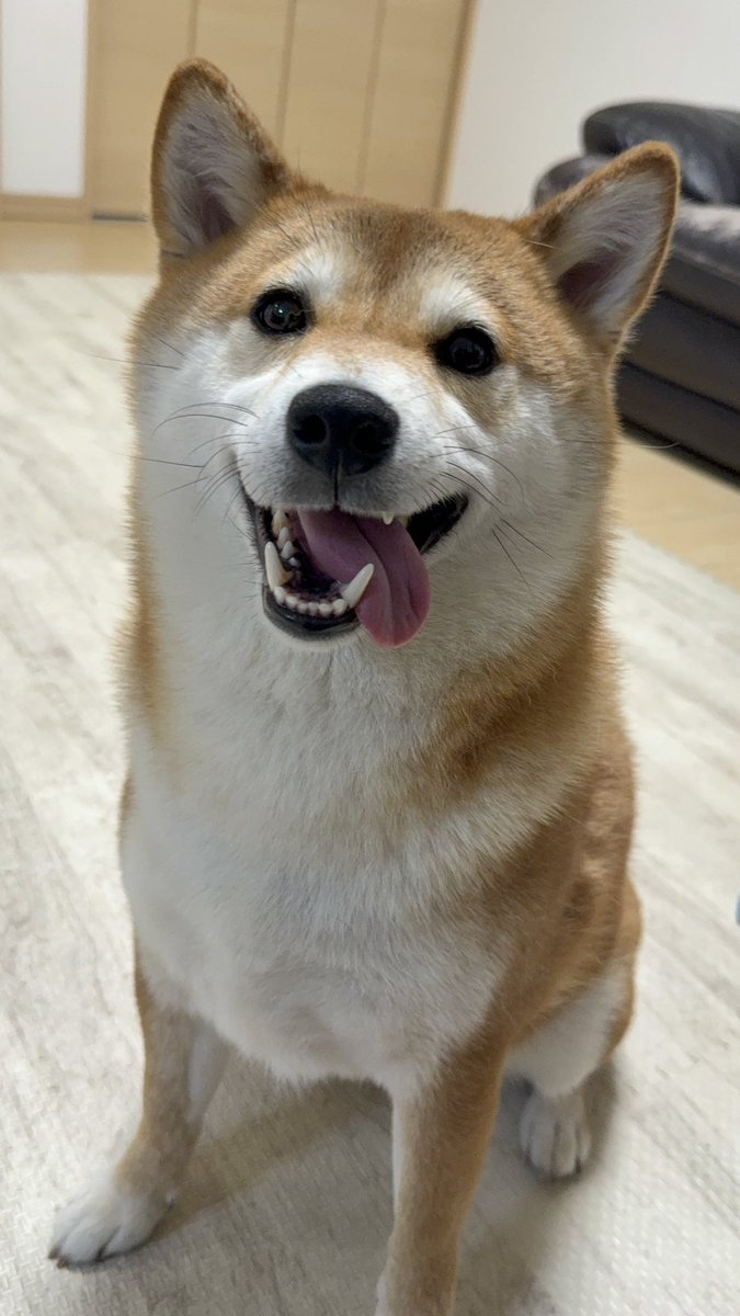 シヴァイヌ まろん tweet media