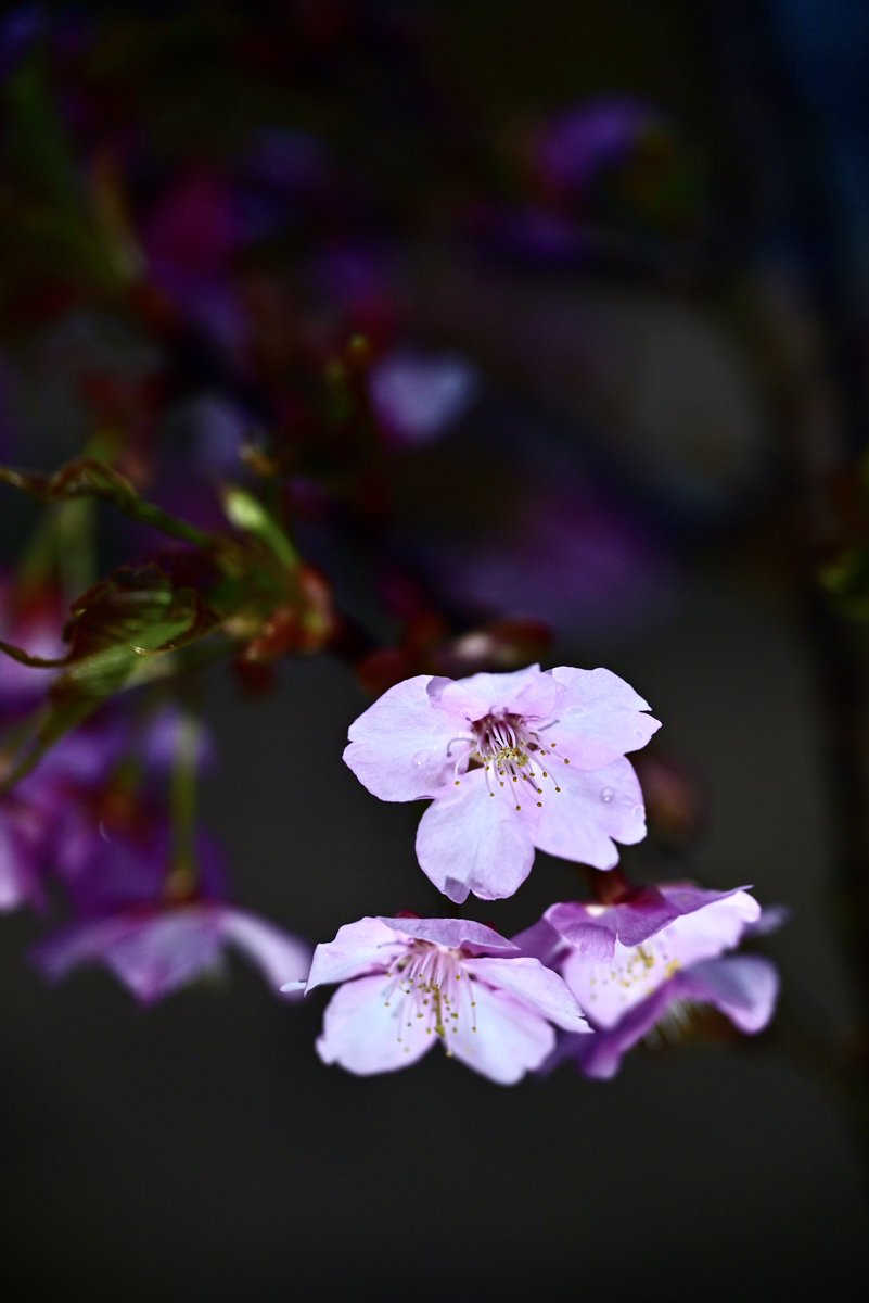 はむにゃん@写真 tweet media