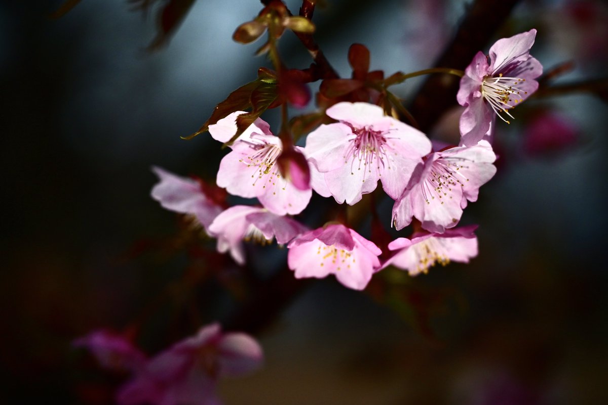 はむにゃん@写真 tweet media