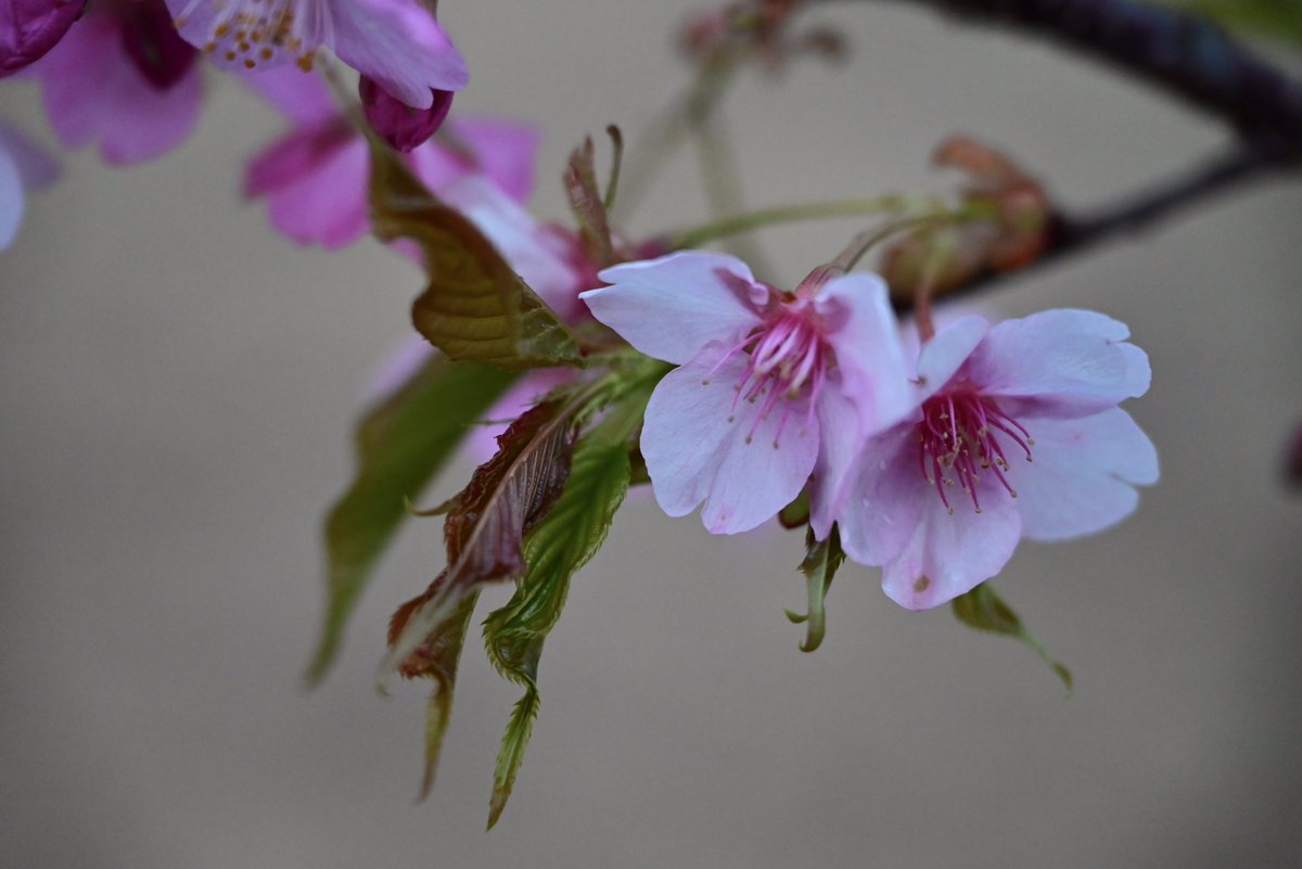 はむにゃん@写真 tweet media