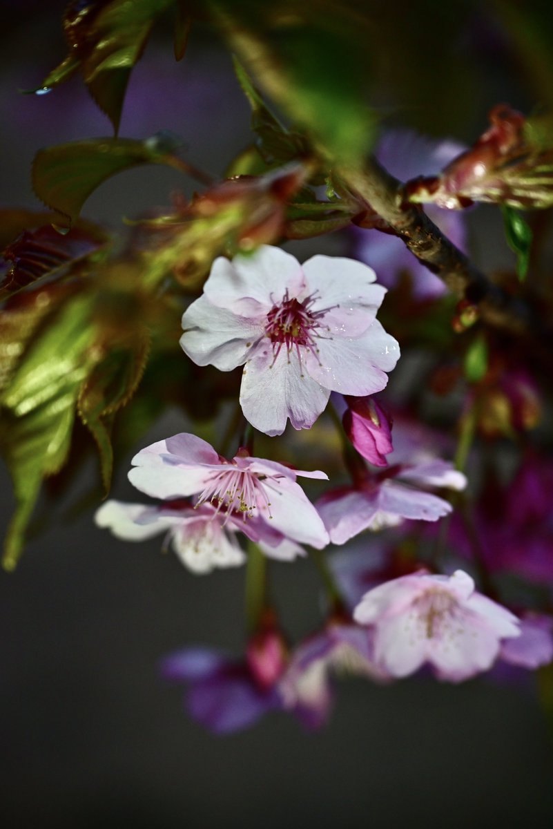 はむにゃん@写真 tweet media