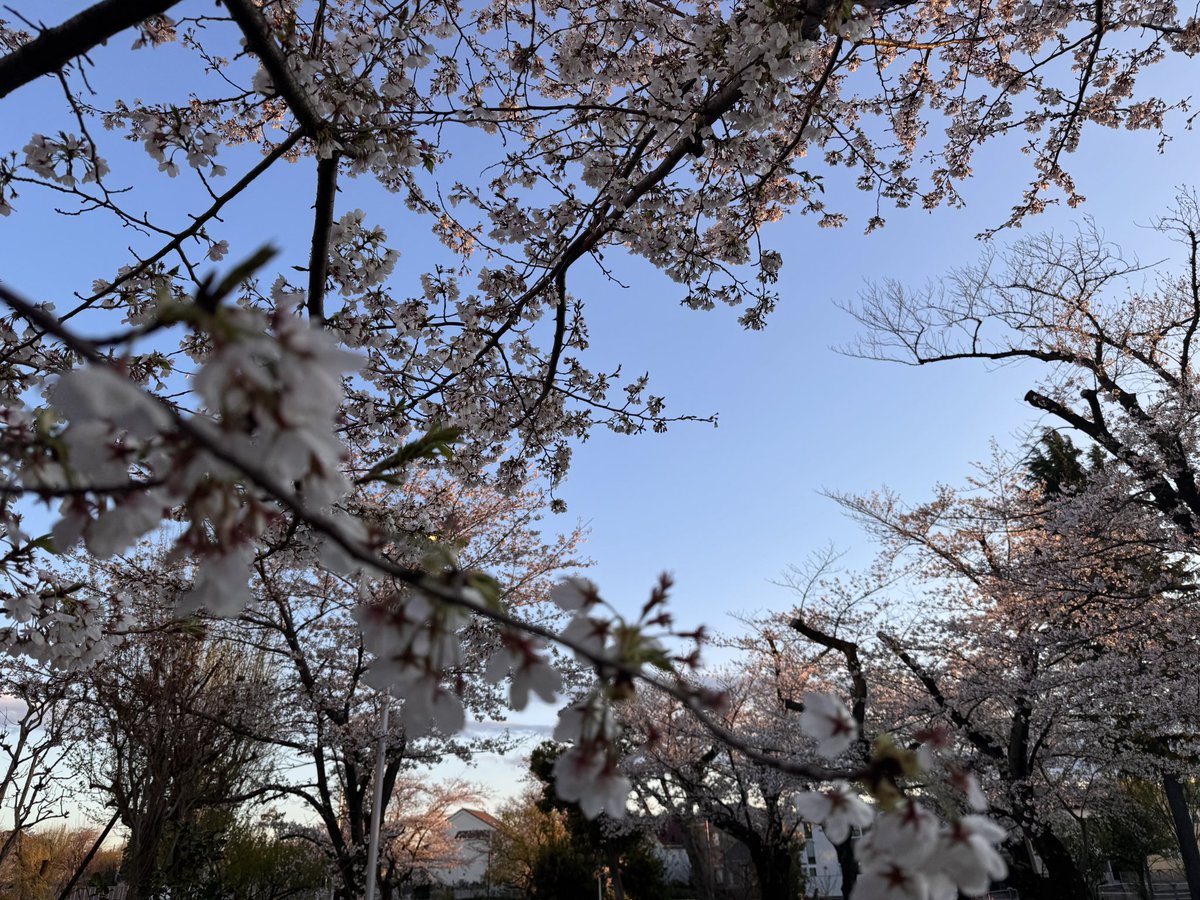 hidekikatsuno's tweet photo. 花散らしの雨の後、まだ残っている桜を愛でてきました。
#花散らしの雨 #桜 #花吹雪 https://t.co/T4XsZUlyVI