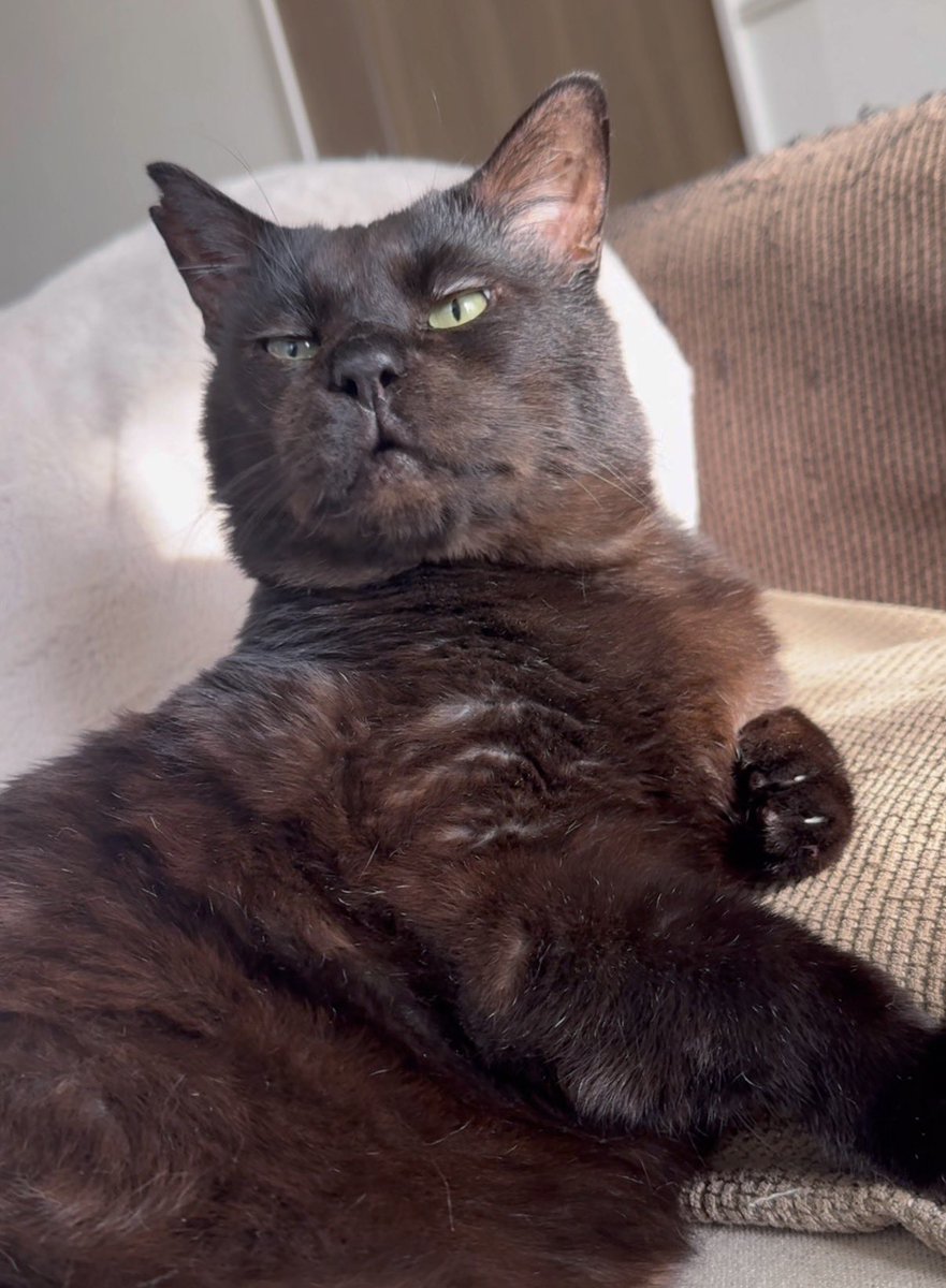 元ボス猫むさし tweet media