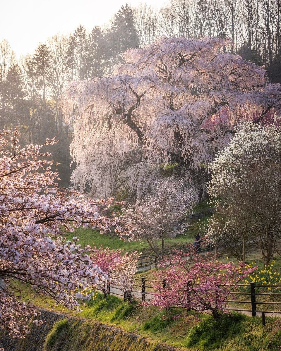 𝑙𝑦𝑟𝑎 tweet media